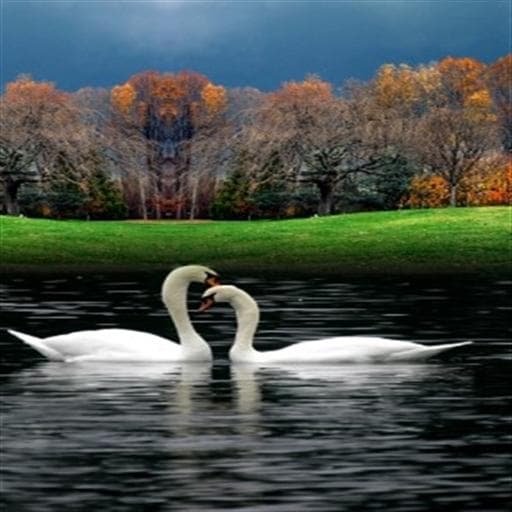 Scenic Image Swans